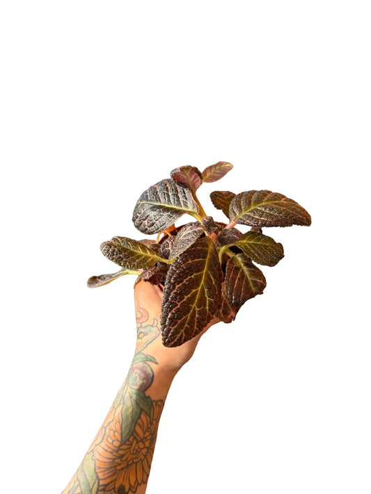 Episcia cupreata Copper