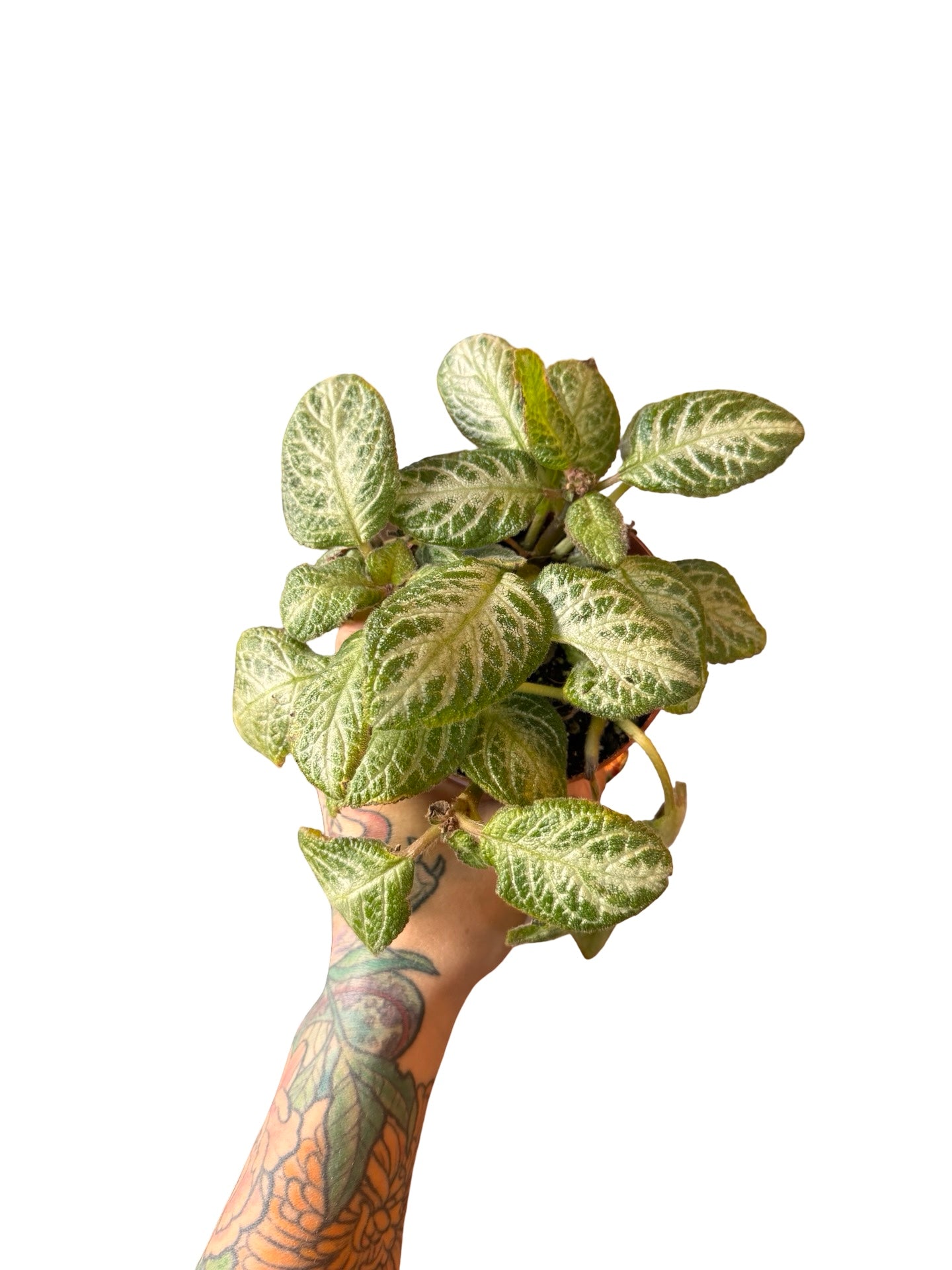 Episcia Cupreata Silver