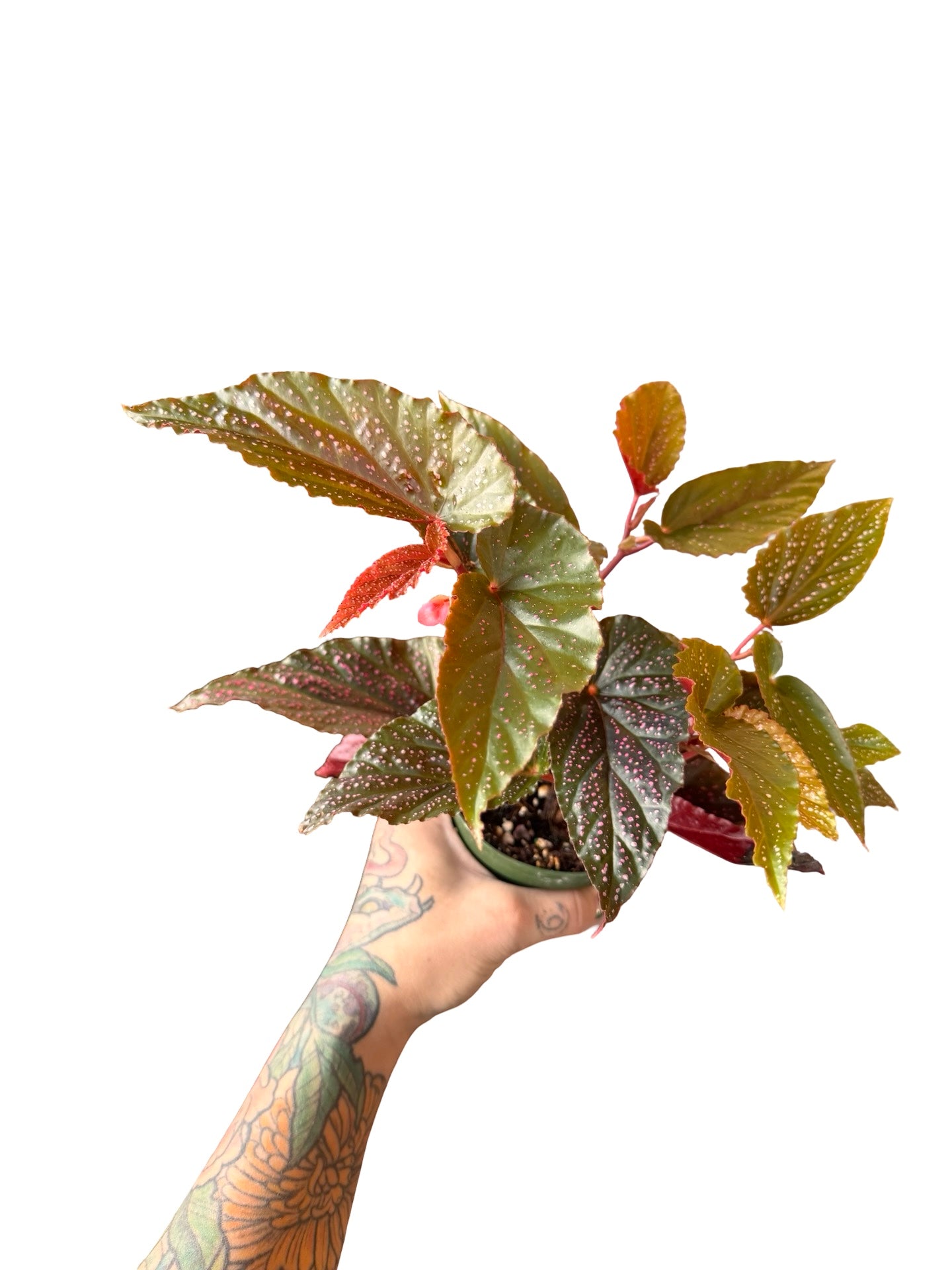 Begonia | Maculata Pink Spot 4"