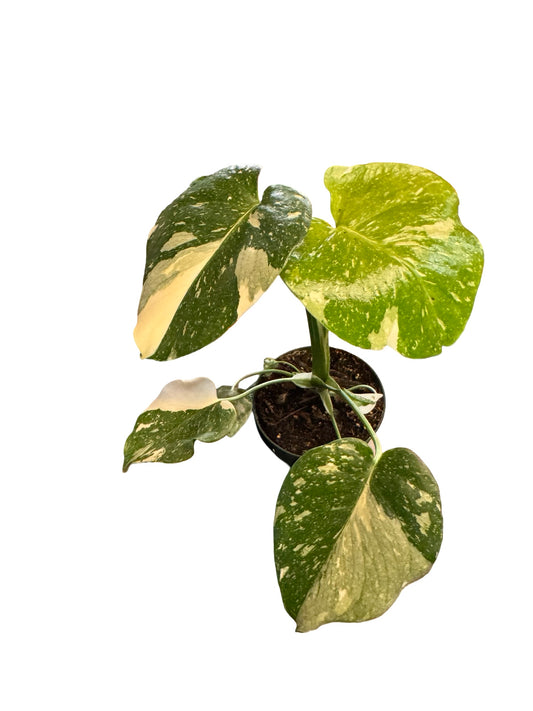 Monstera| Thai Constellation 4"
