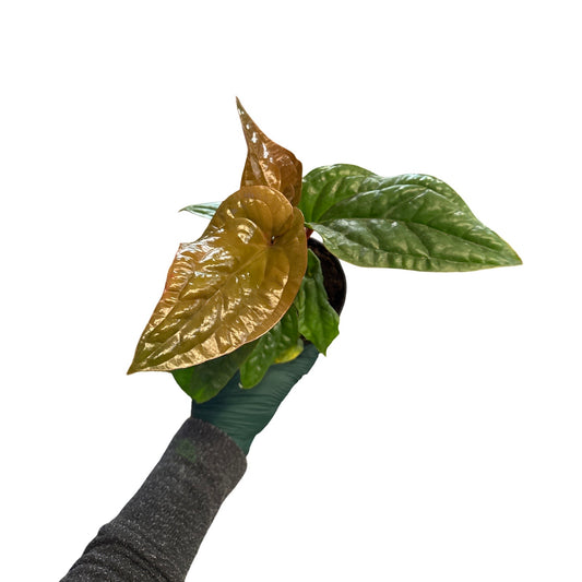 Anthurium | Radicans x Luxurians