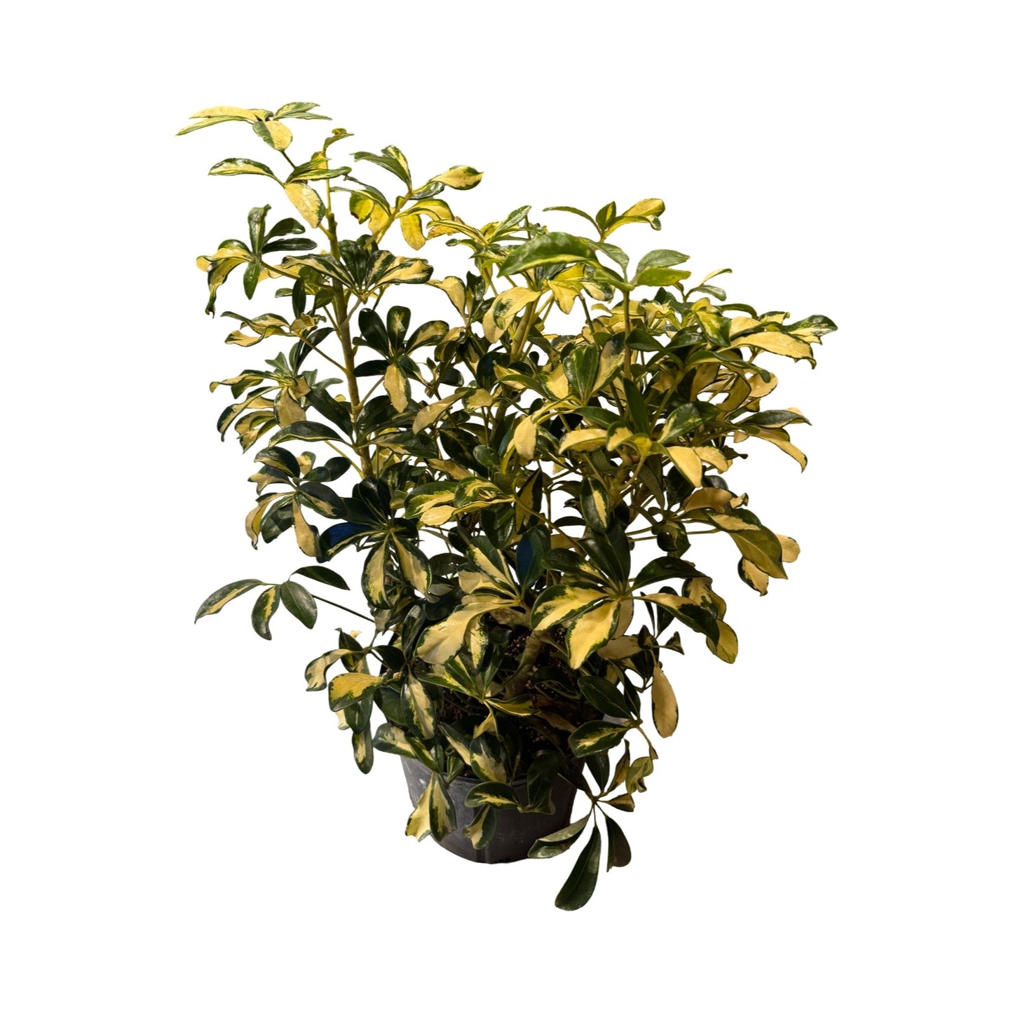 Schefflera | Arboricola Trinette 10"