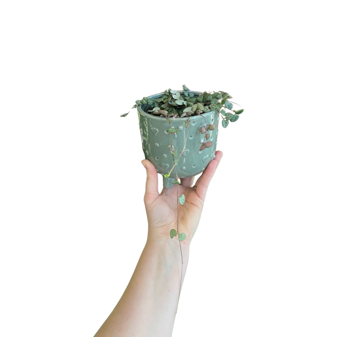 Ceropegia | String of Hearts In Heart Pot **Valentine**