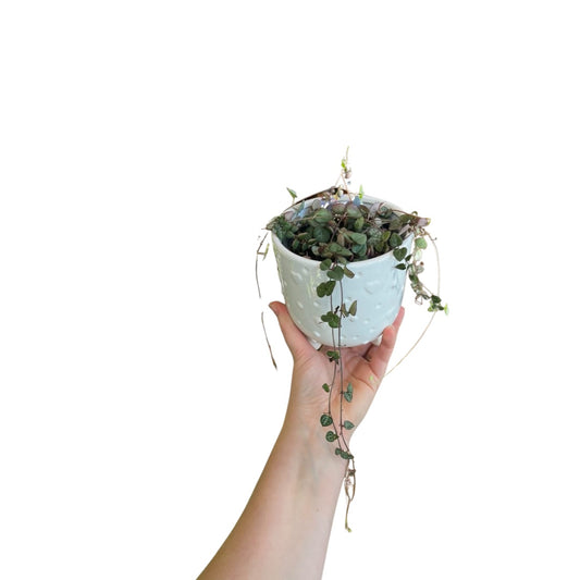 Ceropegia | String of Hearts In Heart Pot **Valentine**