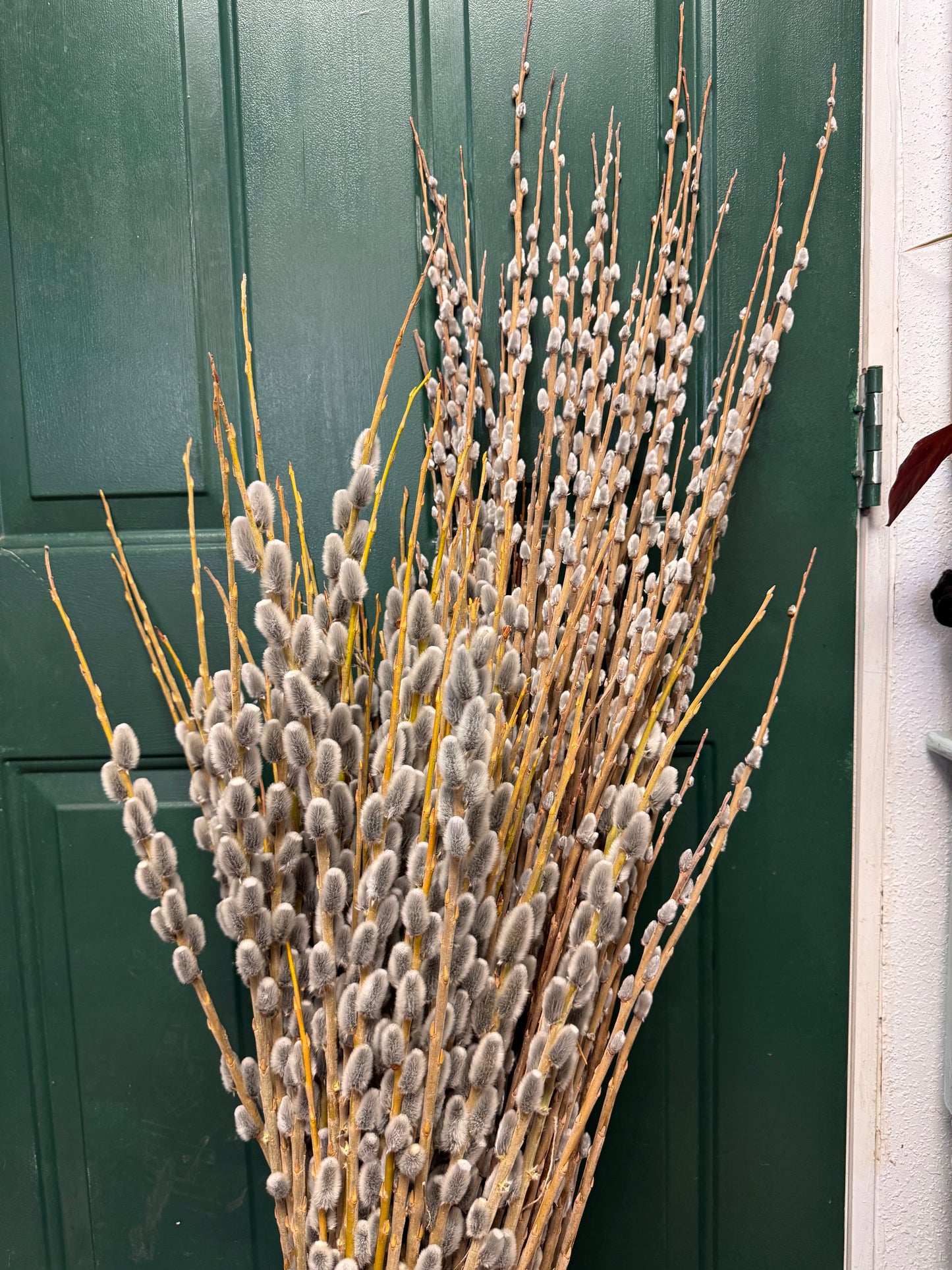 Pussy Willow