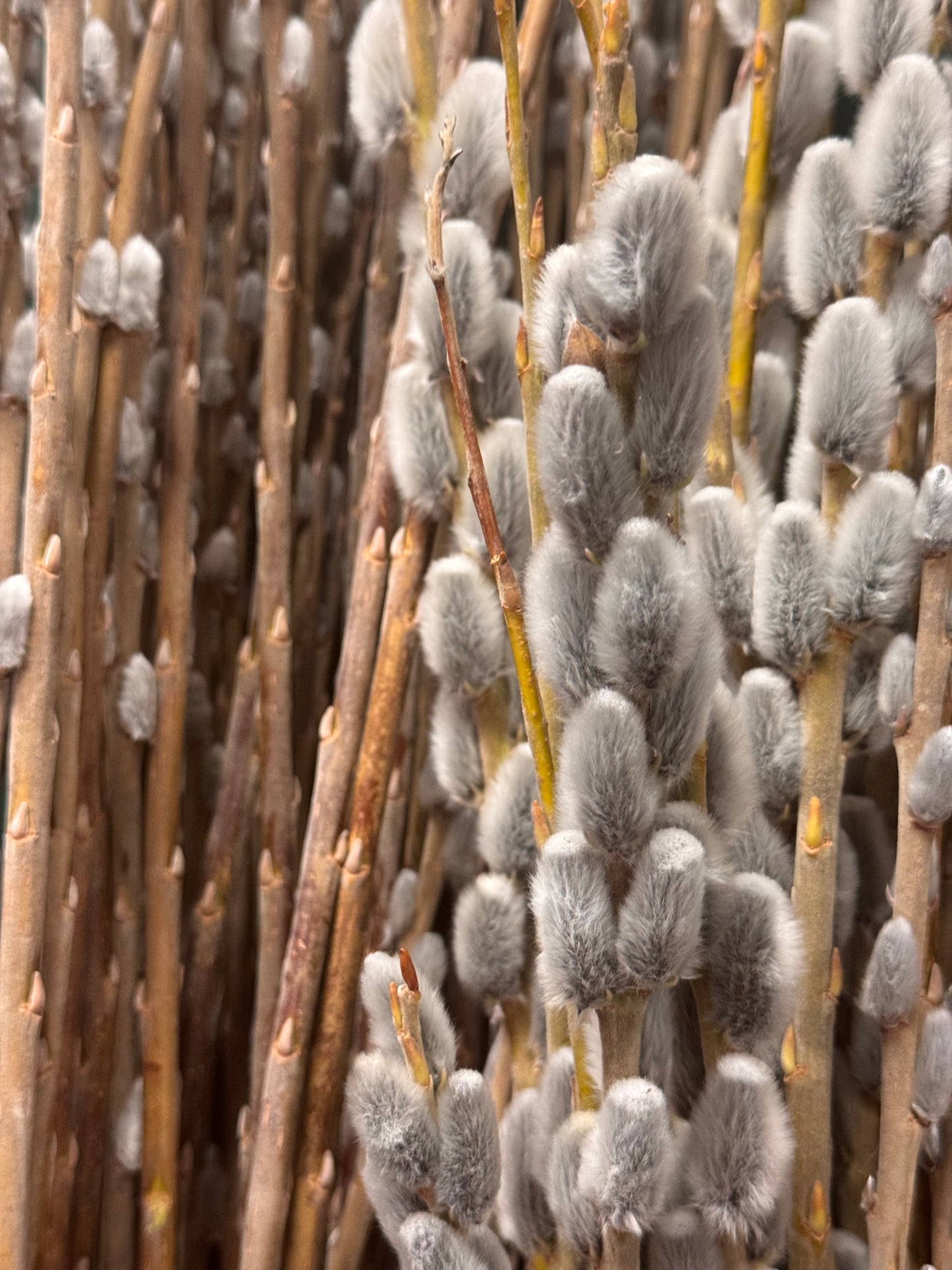 Pussy Willow