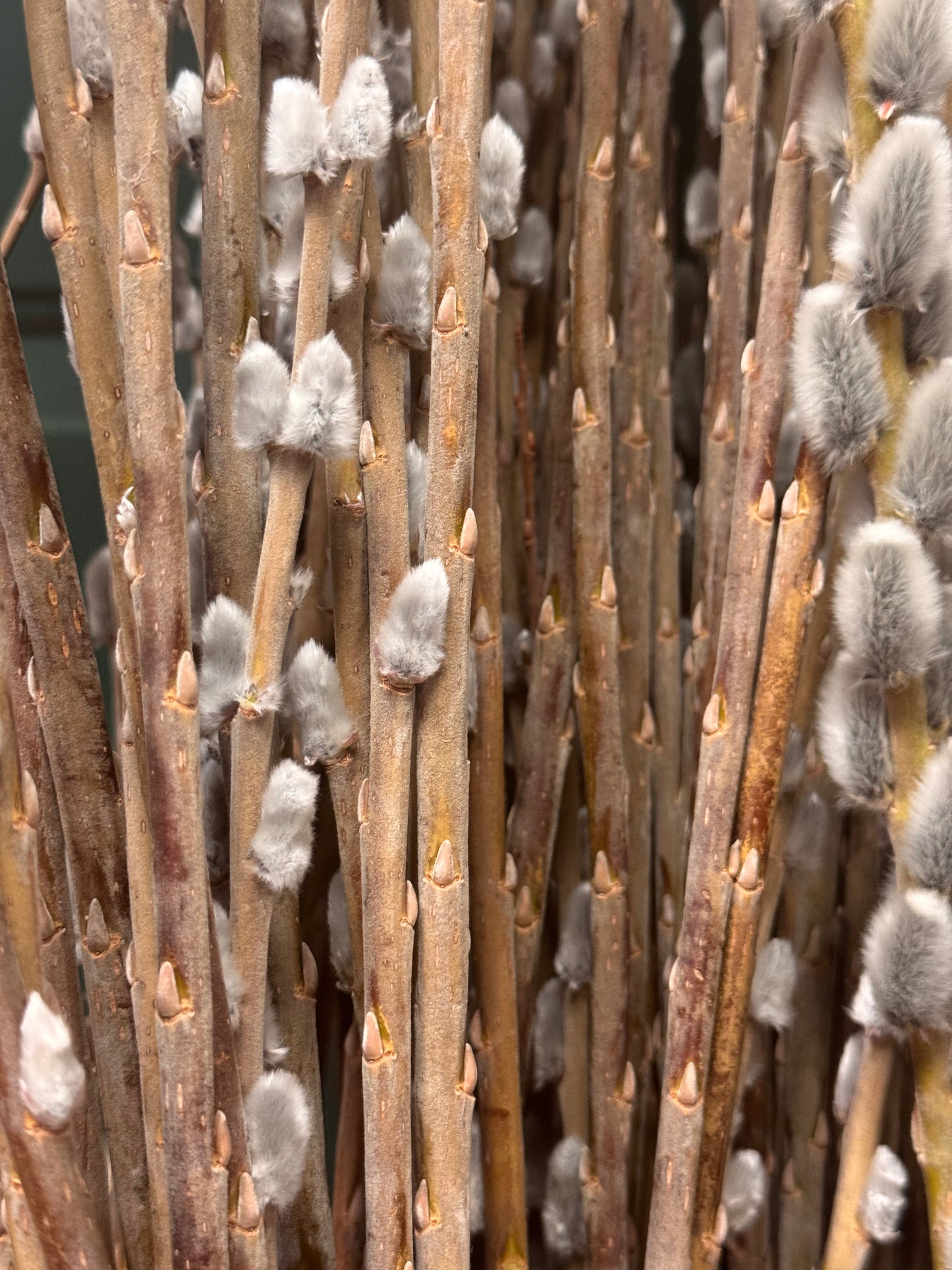 Pussy Willow
