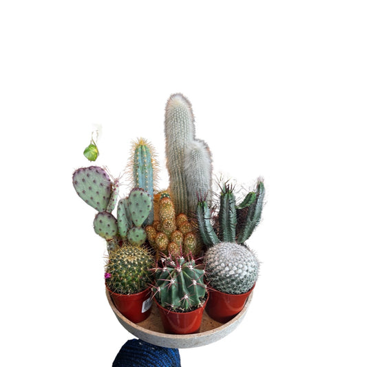 Cactus | Mix Species