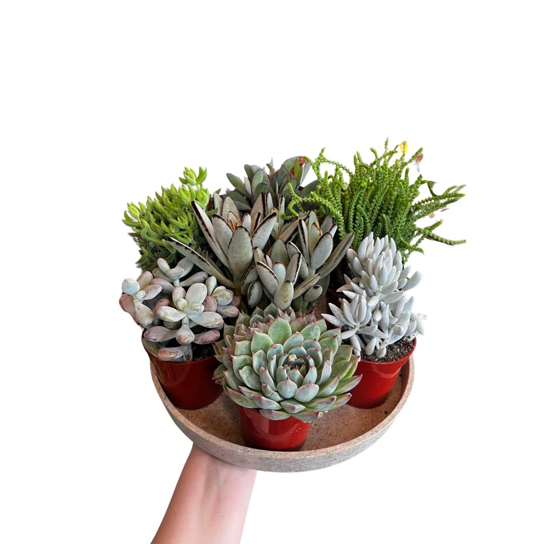 Echeveria Succulent | Mix Species