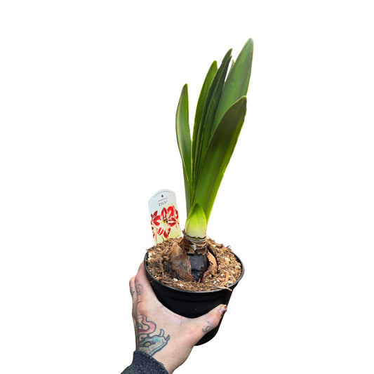 Amaryllis Flower