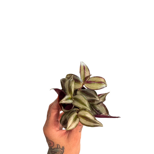 2” Zebrina
