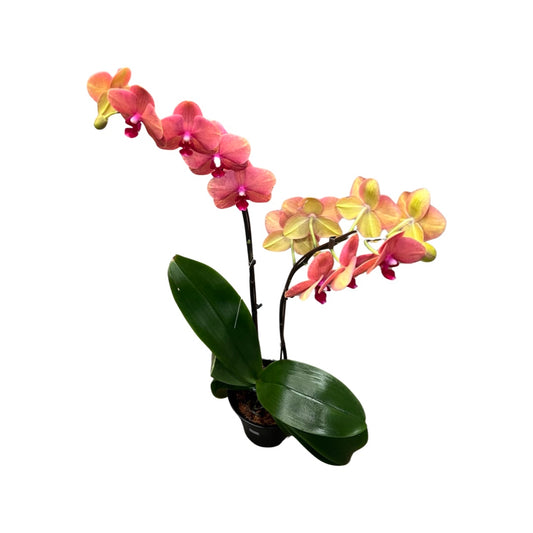 Orchids | 5.5” Orange Double Stem  Phalaenopsis