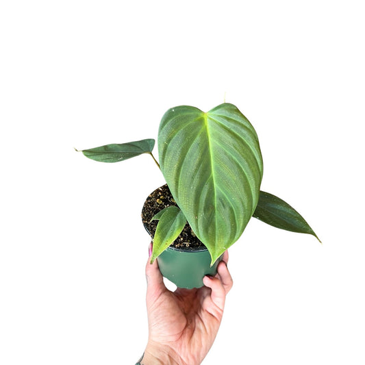 Philodendron  | Fuzzy Petiole 4"