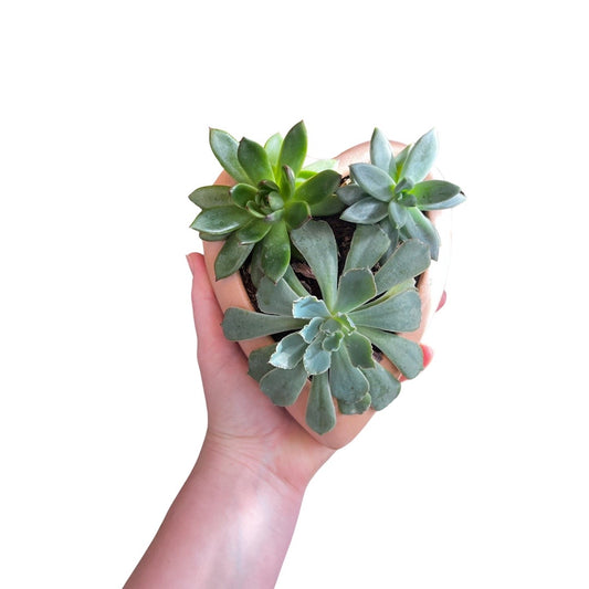 Heart Pot with Succulents