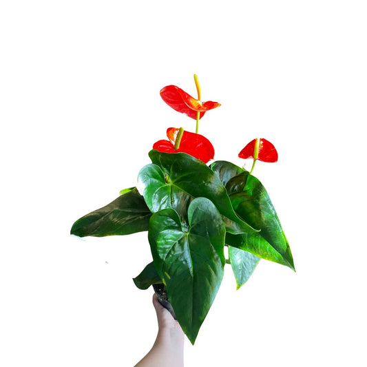 Anthurium | Andraeanum 4"