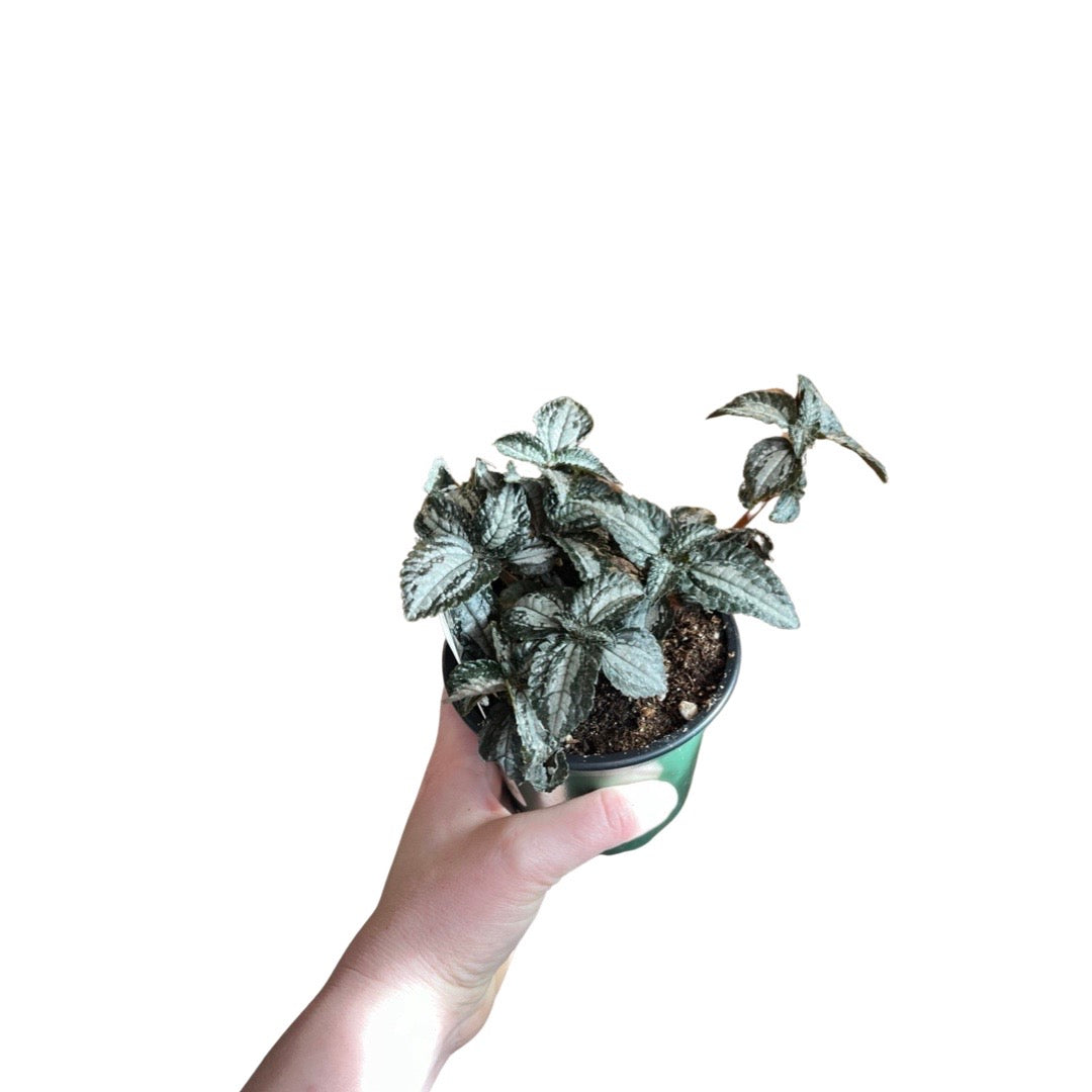 Pilea | Silver Tree