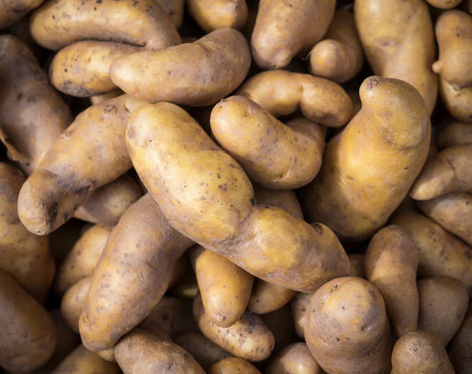 Potato Seed | La Ratte