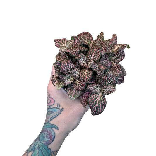 Fittonia | Nerve Pink