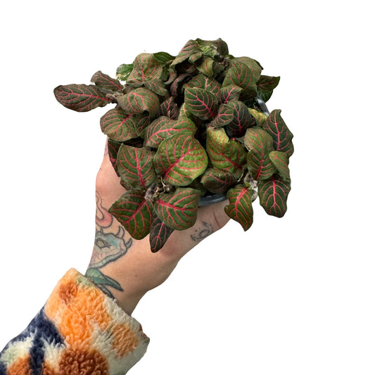 Fittonia | Nerve Red