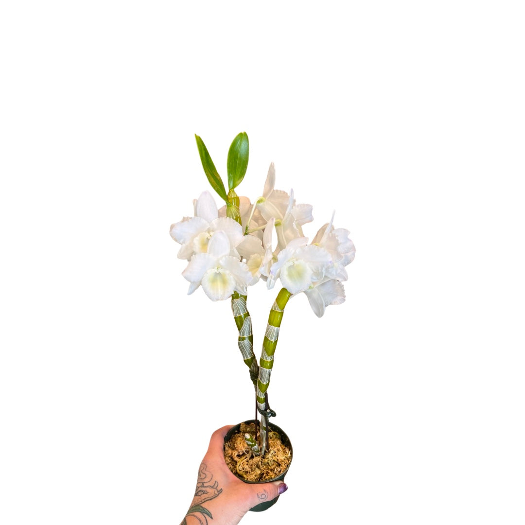 Orchids | Dendrobium 4”