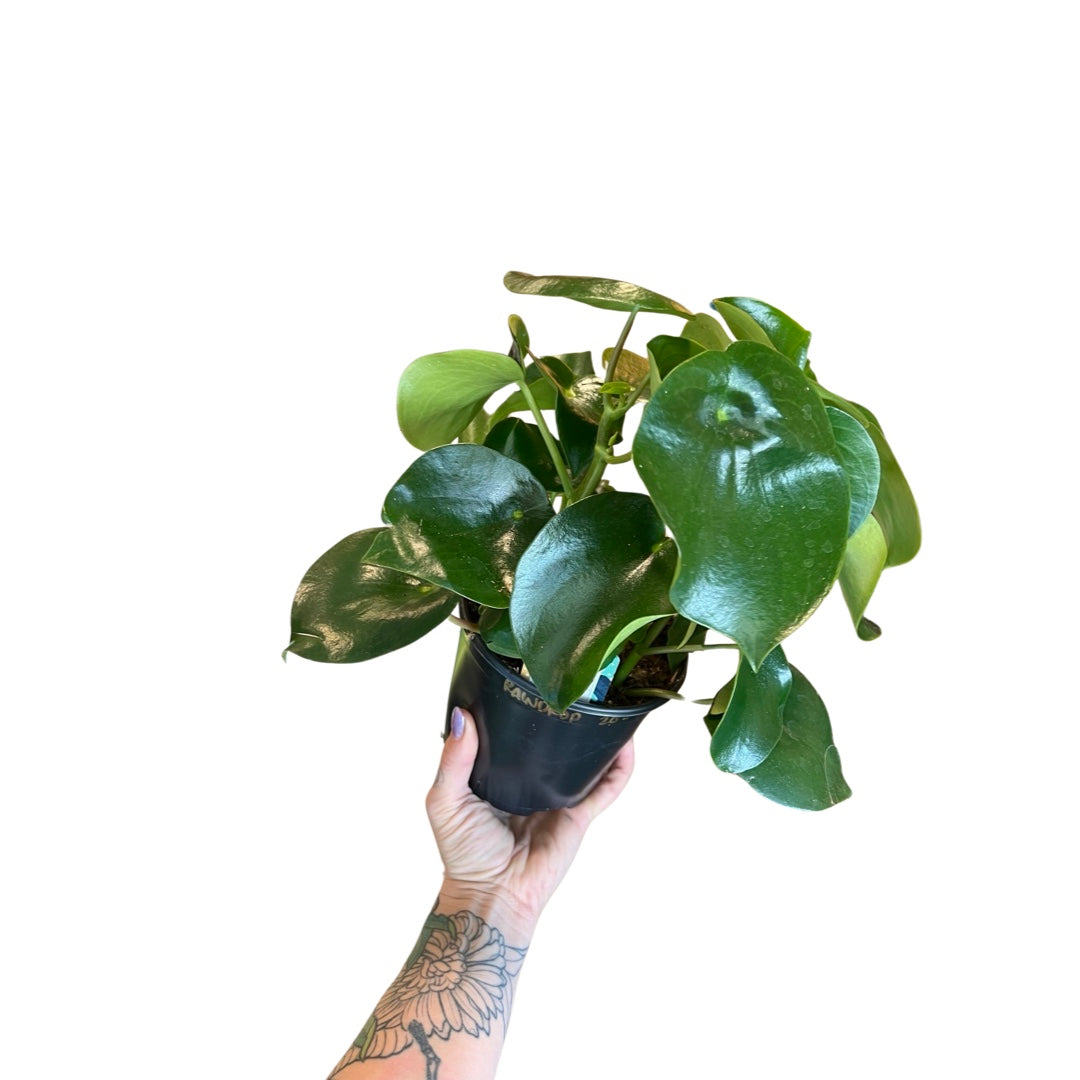 Peperomia | Raindrop