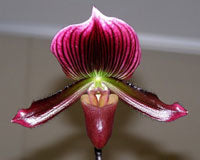 Orchids | Paphiopedilum Santa Claus