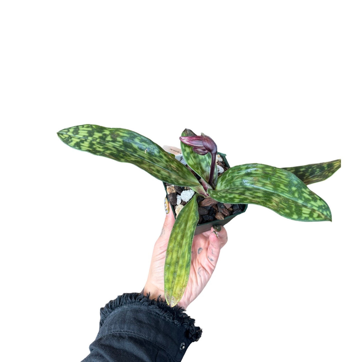 Orchids | Paphiopedilum Santa Claus