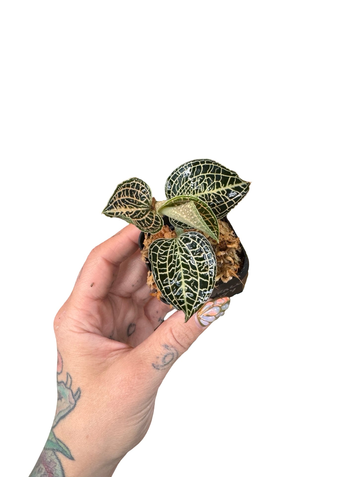 Orchids | Jewel Emerald City