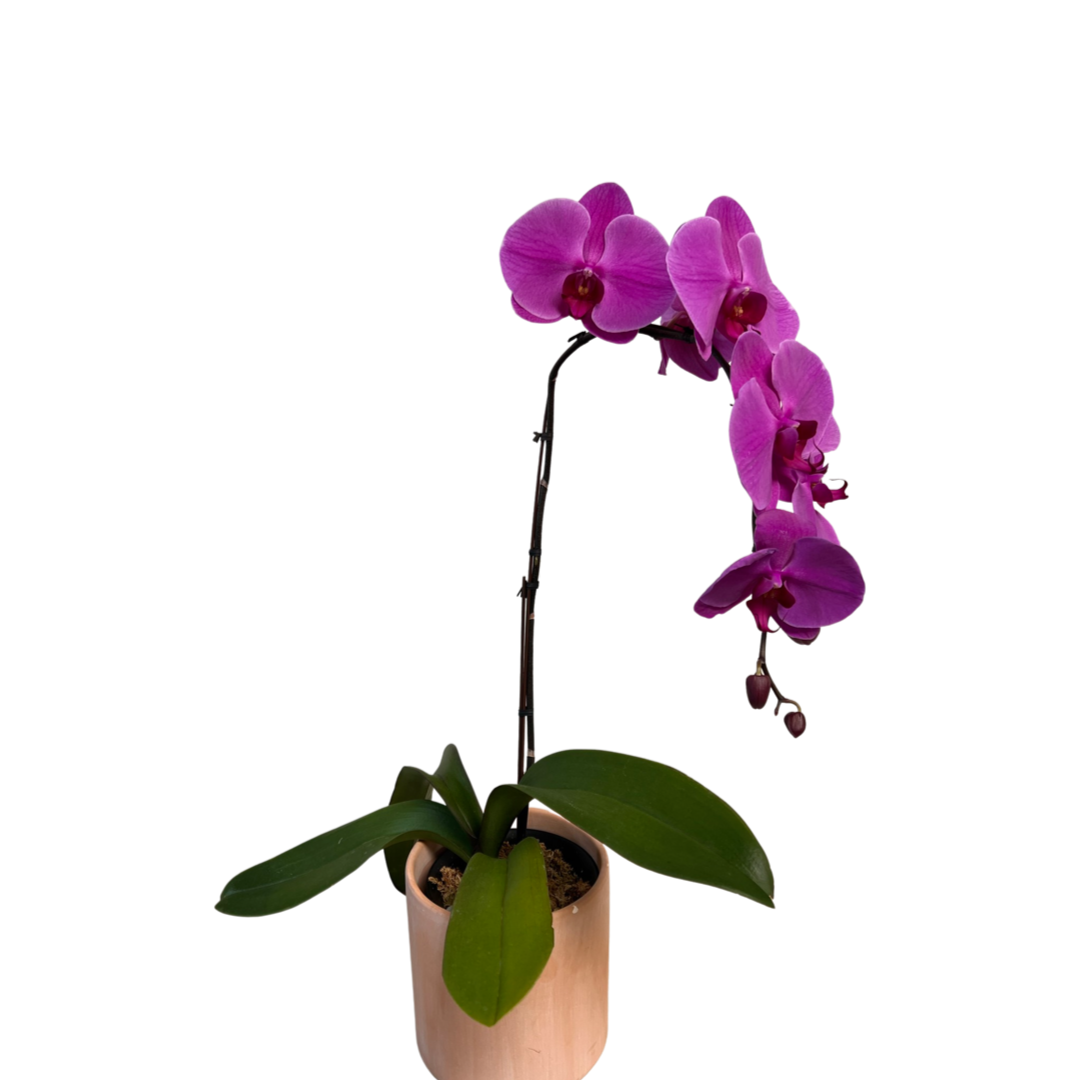 Orchids | Giant Purple Phalenopsis