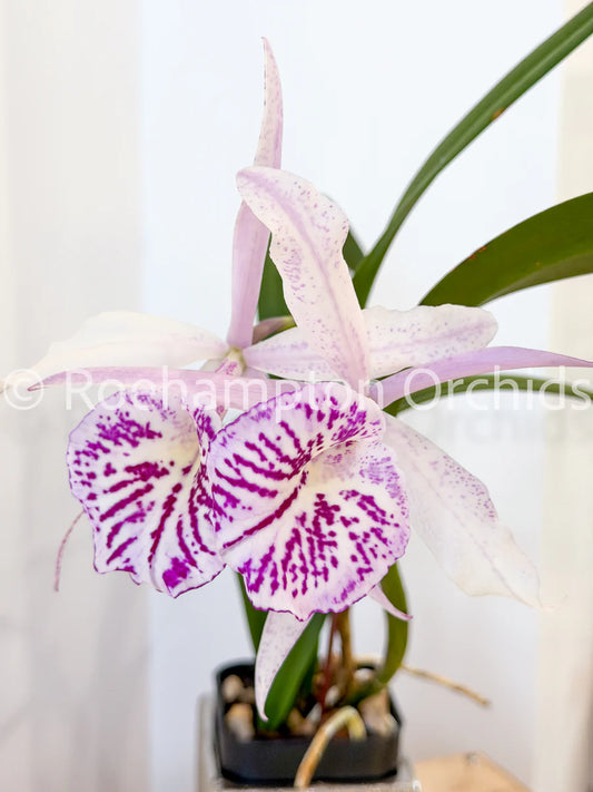 Orchids | Bc. Yu Toung Star 'NO.1'