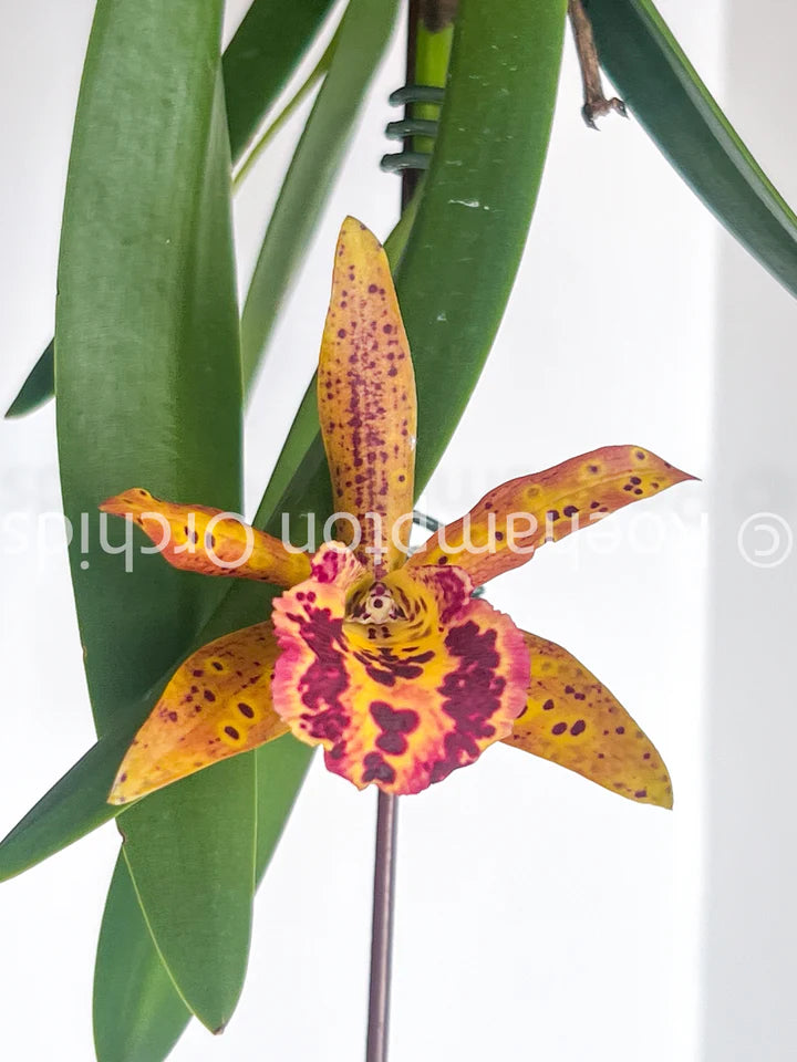 Orchids | Brassocattleya  Rustic Spots 'H & R'