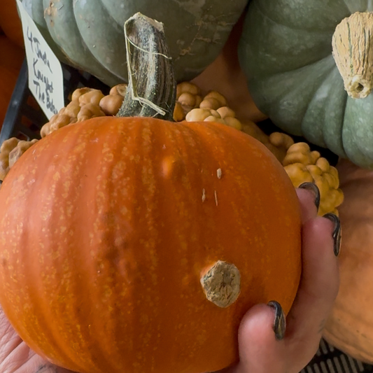 Pumpkin | Mini We Be Little