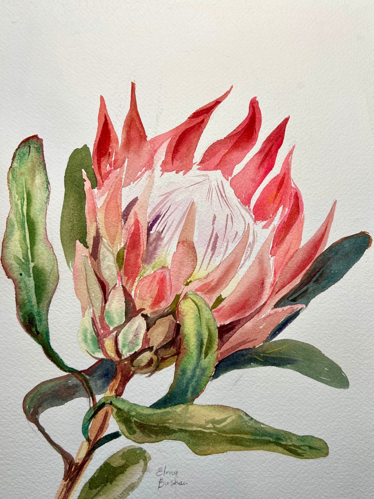 WORKSHOP | Botanical Watercolour Painting