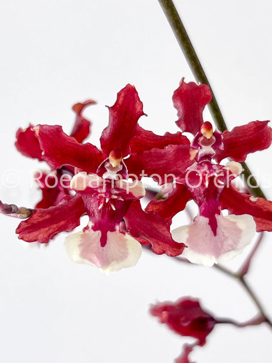 Orchids | Oncidium Sharry Baby 'Sweet Fragrance'