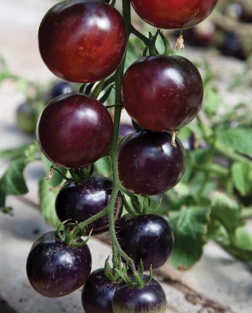 Seeds | Tomatoes Indigo Rose