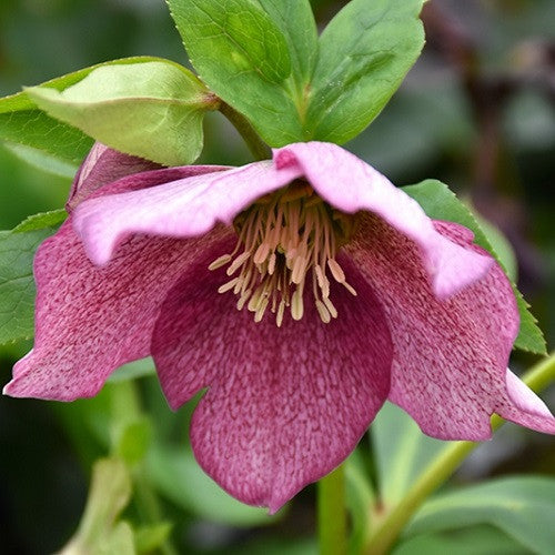 Hellebores | Garden Seedling
