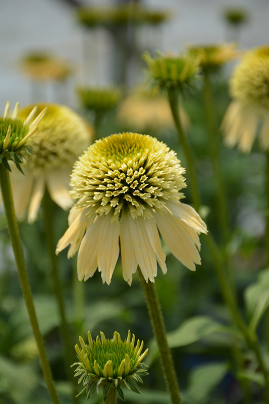 Echinacea | Garden Seedling