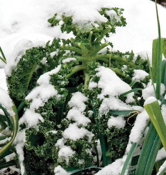 Seeds | Kale Winter Blend