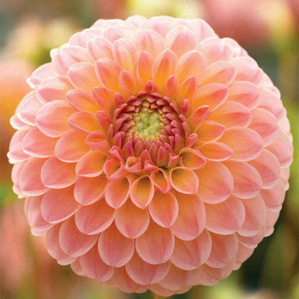Dahlia Tubers | L.A.T.E