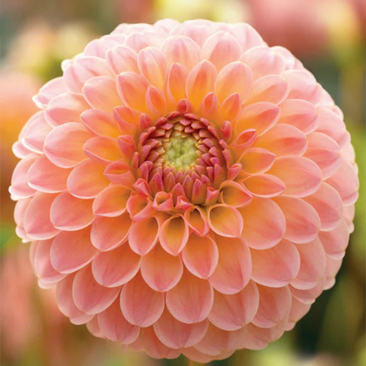 Dahlia Tubers | L.A.T.E