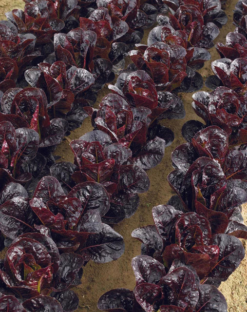 Seeds | Terrace Truchas Pelleted Certified Organic