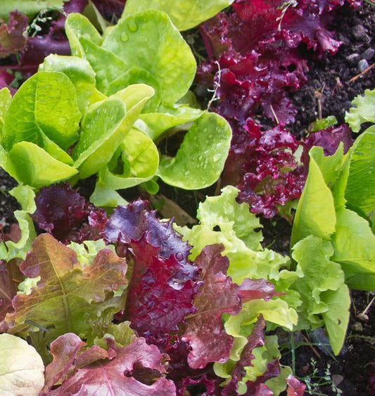 Seeds | Lettuce Super Gourmet