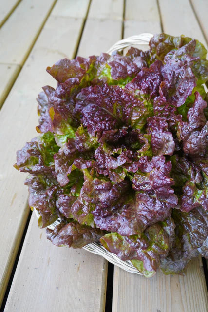 Seed Tapes | Lettuce New Red Fire