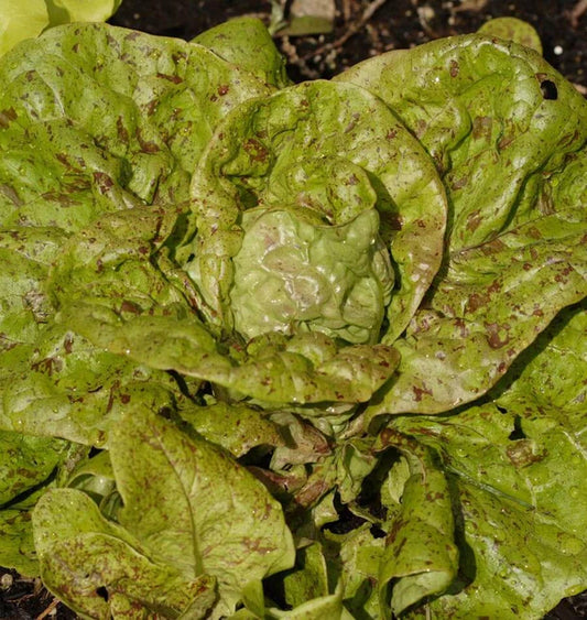 Seeds | Lettuce Speckled Organic