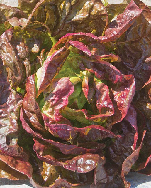 Seeds | Lettuce Alkindus Certified Organic Pelleted