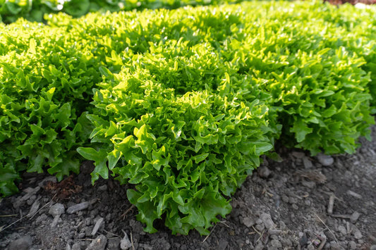 Seeds | Lettuce Ezpark Pelleted Organic