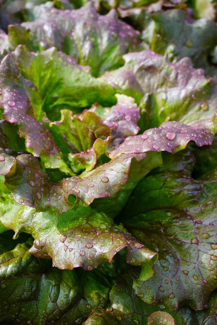 Seeds | Lettuce Lovelock Organic