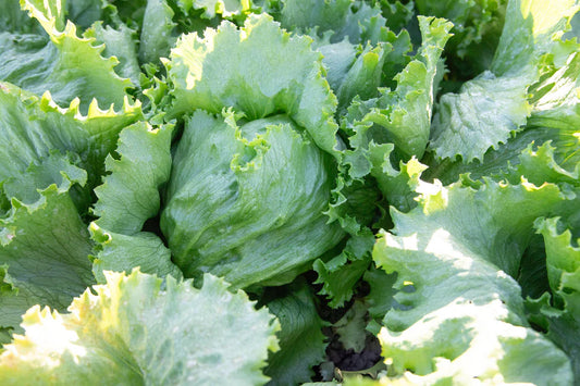 Seeds | Lettuce Calmar Iceberg
