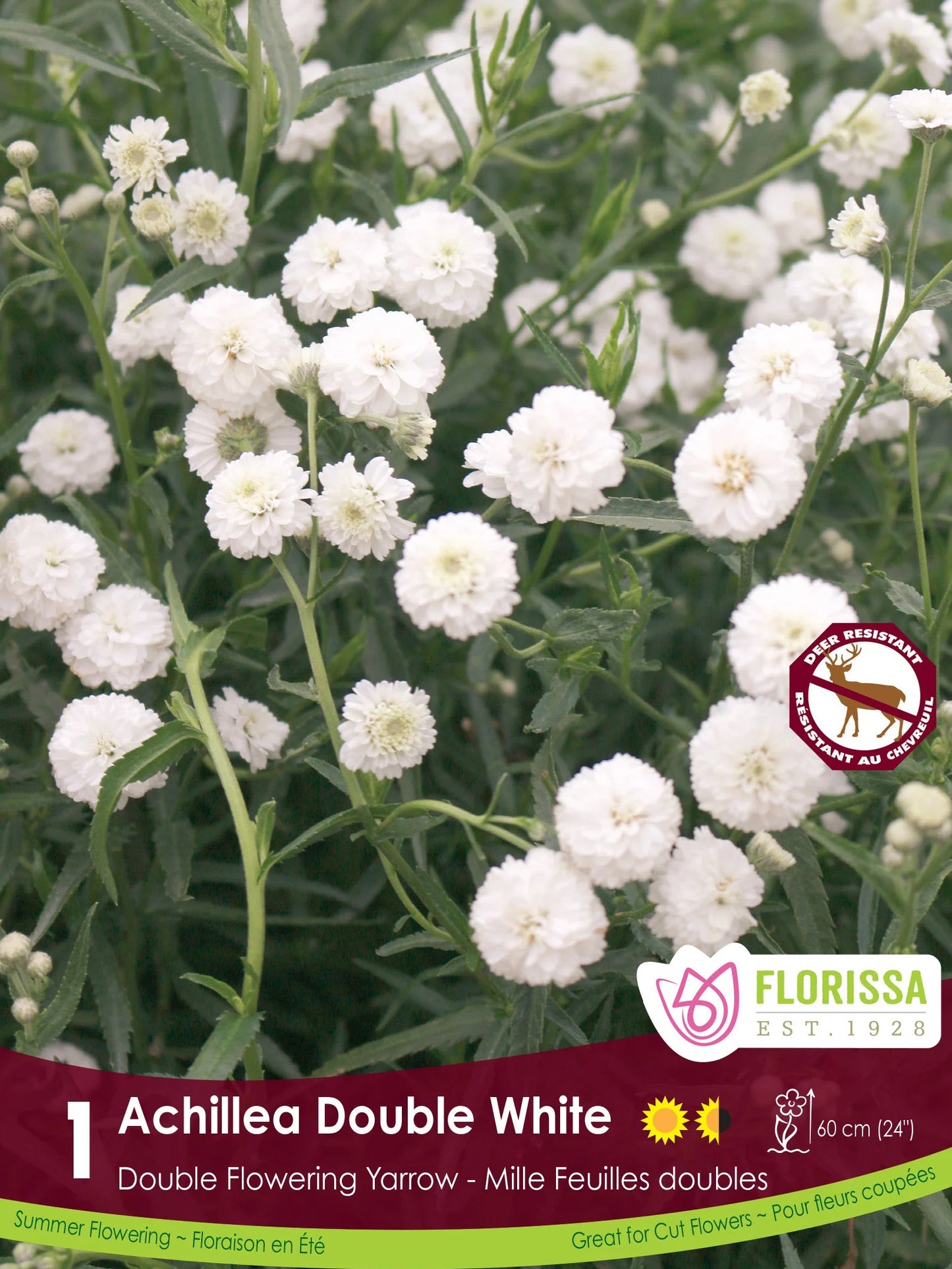 Yarrow | Achillea Double White