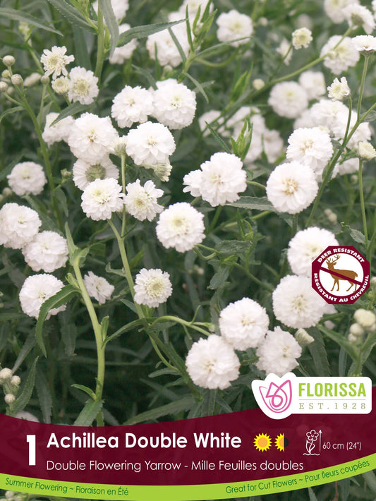 Yarrow | Achillea Double White
